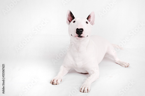 Photo Portrait of  white bull terriers on the white background