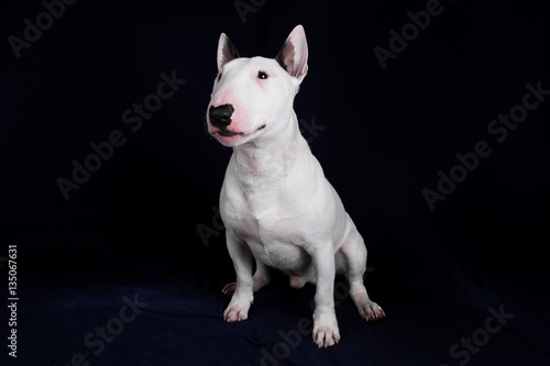 Fotografering Portrait of white bull terrier on the black background