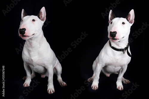 Valokuvatapetti Portrait of two white bull terriers on the black background