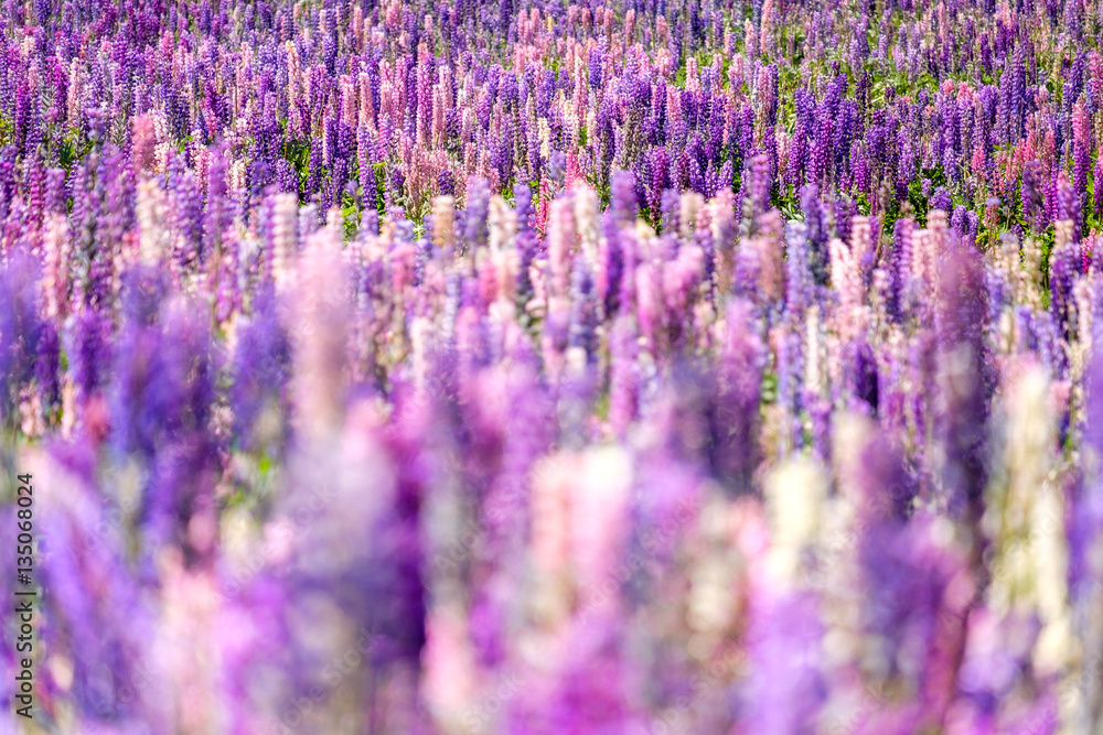 Naklejka premium Detail of beautiful colorful blooming lupin flowers