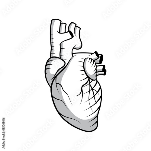 Black & white human heart illustration