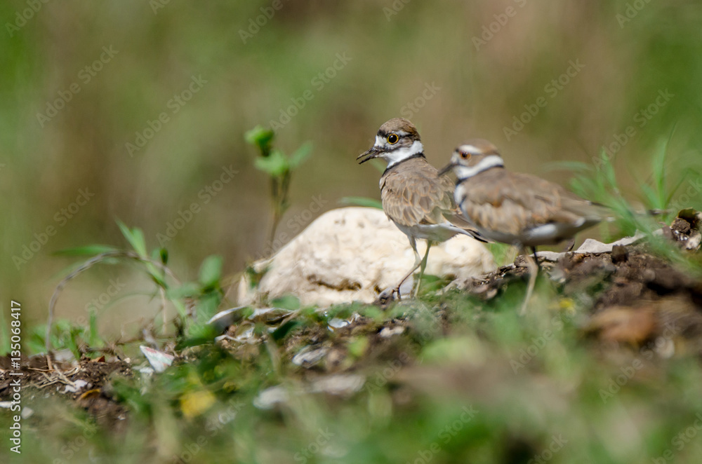 Photograph of a beautiful killdeer Photograph of a beautiful killdeer