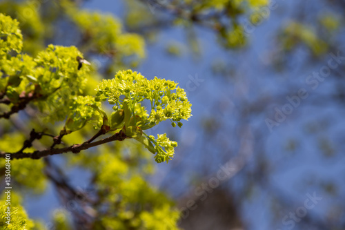 yellow flowers maple tree