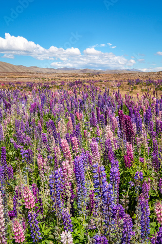 Beautiful landscape view of colorful lupin flowers  Tekapo  New Zealand