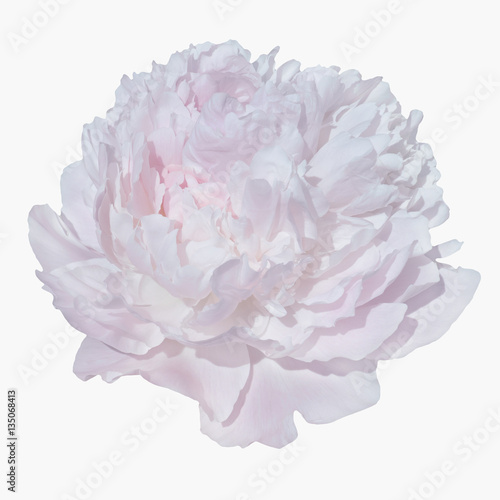 pale pink peonies isolated on white background