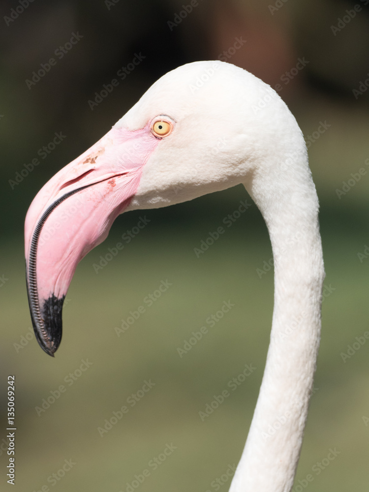 Obraz premium Flamingo