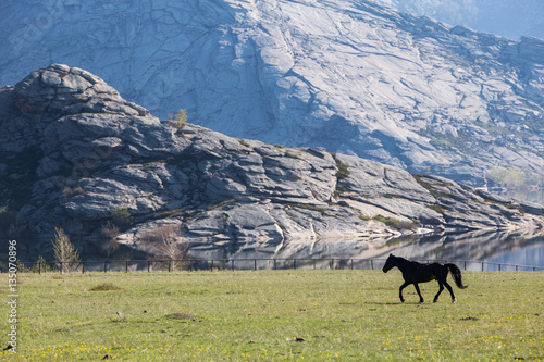 landscape with wild horses near the mountain.