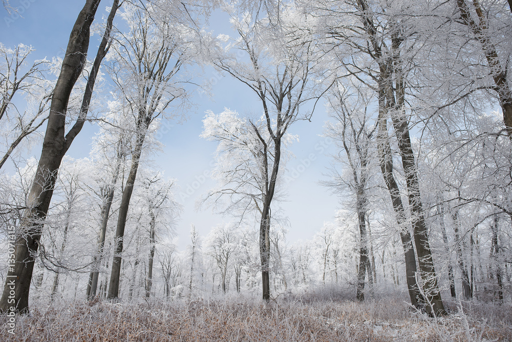 Winter forest - snowy winter wonderland