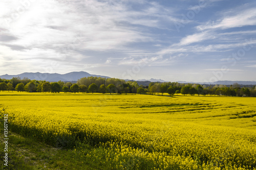 Campo di Fiori di Colza gialli - Panorama Toscana - Italia
