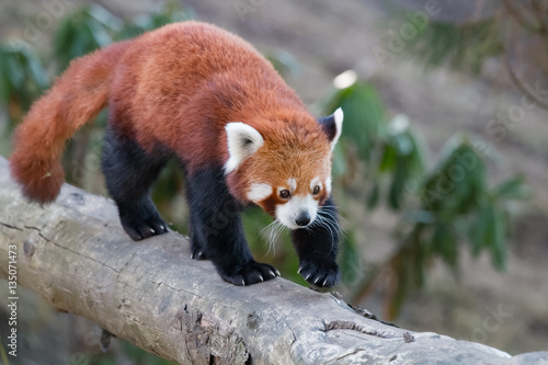 Panda roux se déplaçant sur un tronc