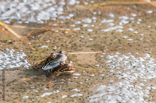 Mating Frogs Enclosed By Spawn