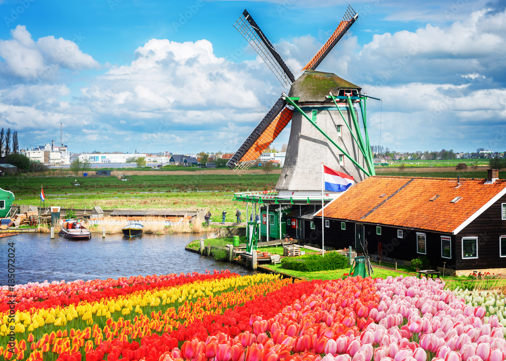 traditional Dutch windmill and red, pink and yellow tulips rows, Netherlands, toned