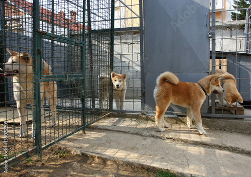 Akita Inu dogs