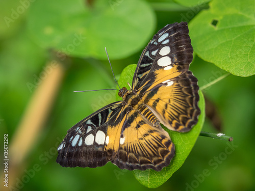 Brown Clipper Butterfly © fotogenix