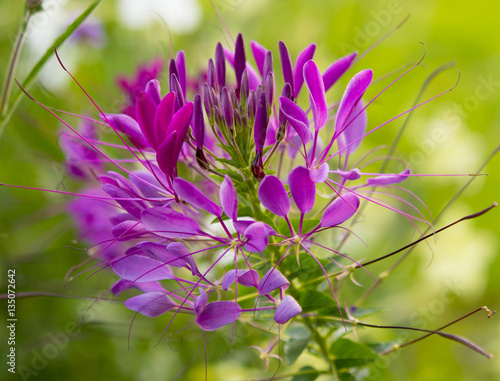 Spider lily Cleome hassleriana. Pink flower growing wild. Floral motif for a greeting card or background. Summer. Nature. Close up. Blooming plant. photo, art, artwork, design, romantic print. Macro
