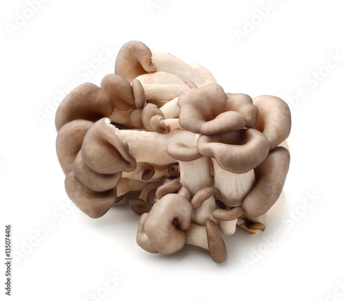 Oyster mushrooms isolated on white