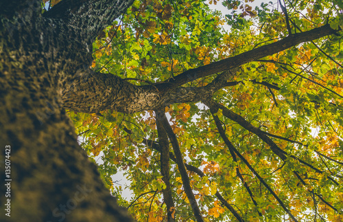 Высокий дуб с желтой осенней листвой