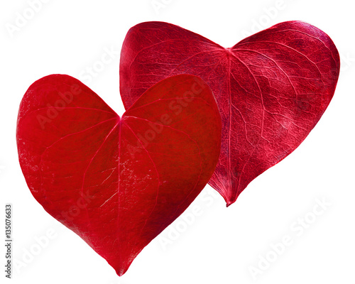 Two red leaves heart shaped. Valentine's Day concept.