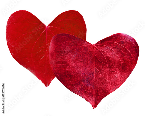 Two red leaves heart shaped. Valentine's Day concept.
