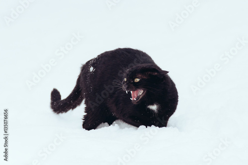 Angry Black cat on a snow