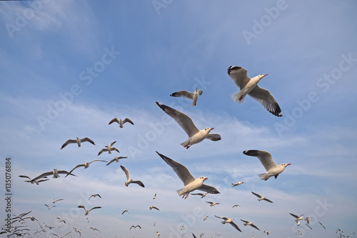 seagull flying