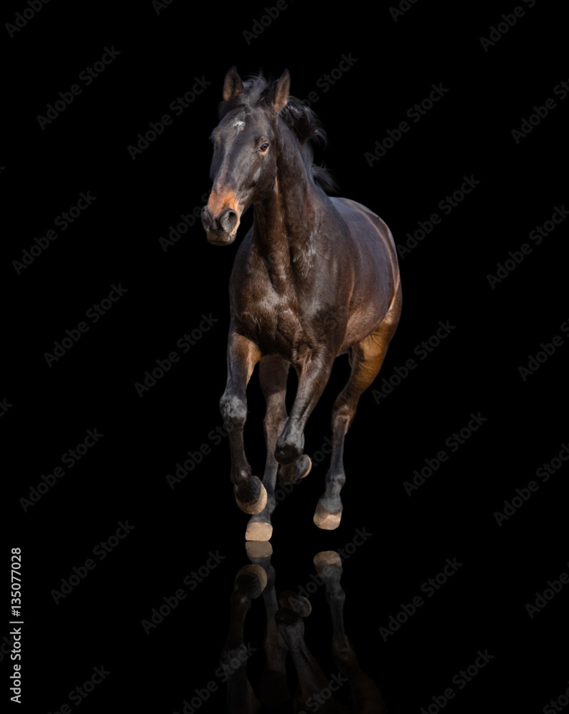 Obraz premium Bay horse isolated on black background runs forward 