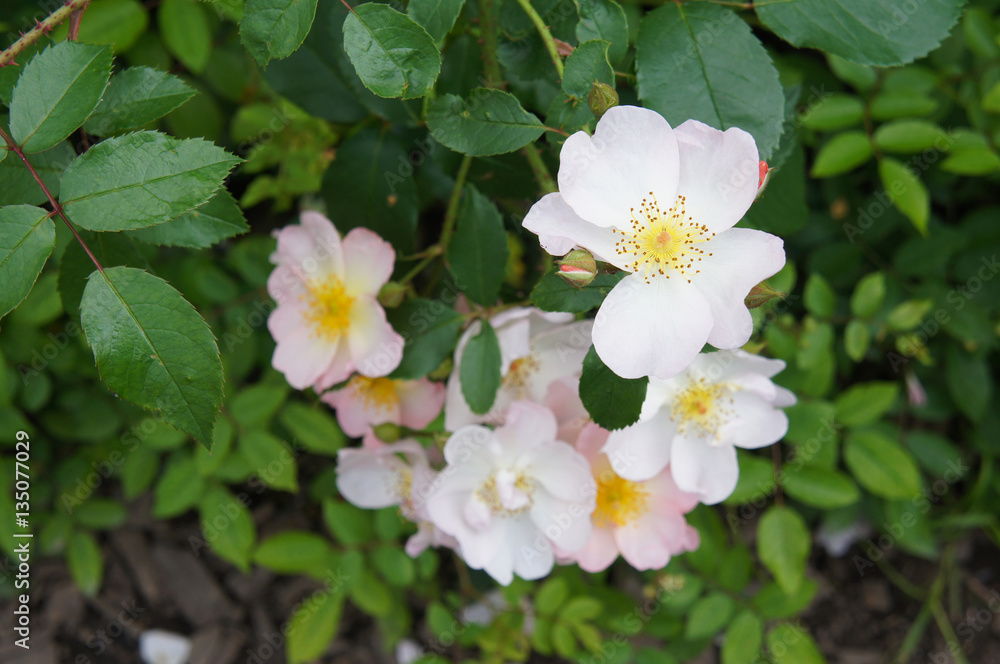 Pink tea-rose flowers bush in green Pink tea-rose flowers bush in green