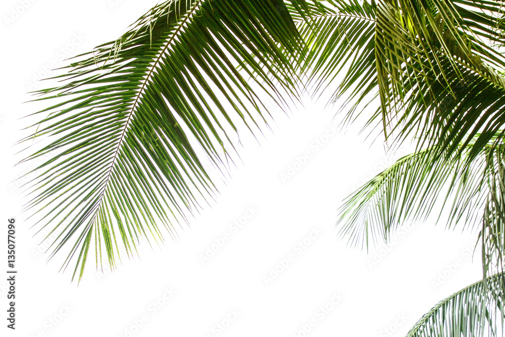 Coconut Leaf at tropical white background