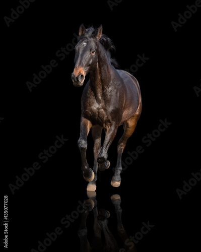Bay horse isolated on black background runs forward 
