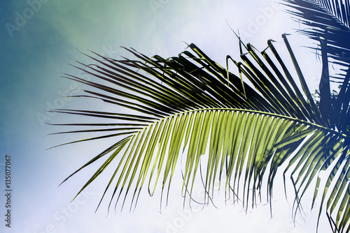 Fotografía Coconut Leaf at tropical, (made with Vintage Tones.)