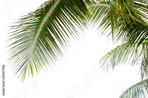 Coconut Leaf at tropical white background © art
