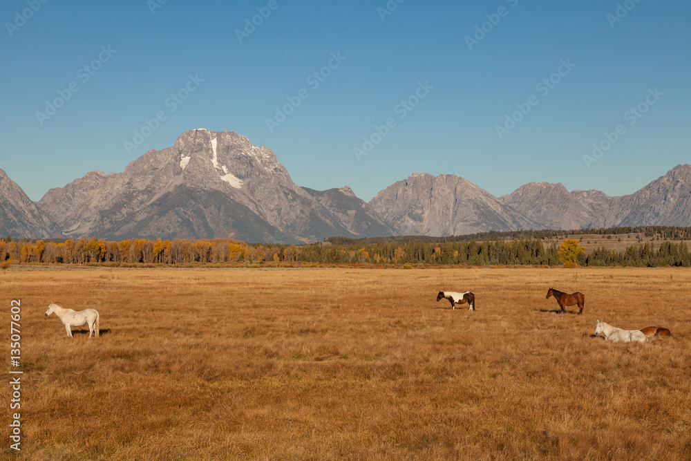 Horses Graze in a Scenic Fall landscape in the Tetons of Wyoming