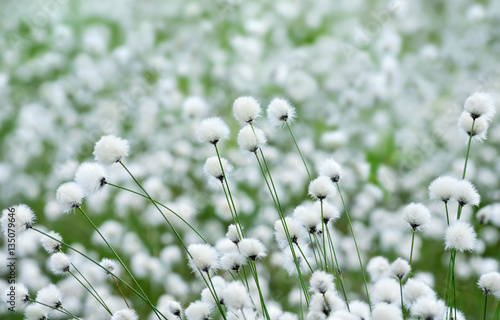 Fototapeta Naklejka Na Ścianę i Meble -  Spring landscape with flowering plant cotton grass.