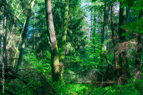 Sunbeam entering rich deciduous forest