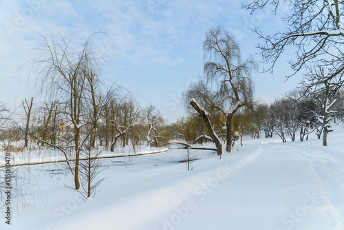 Winter Landscape With Snow And Trees After Blizzard