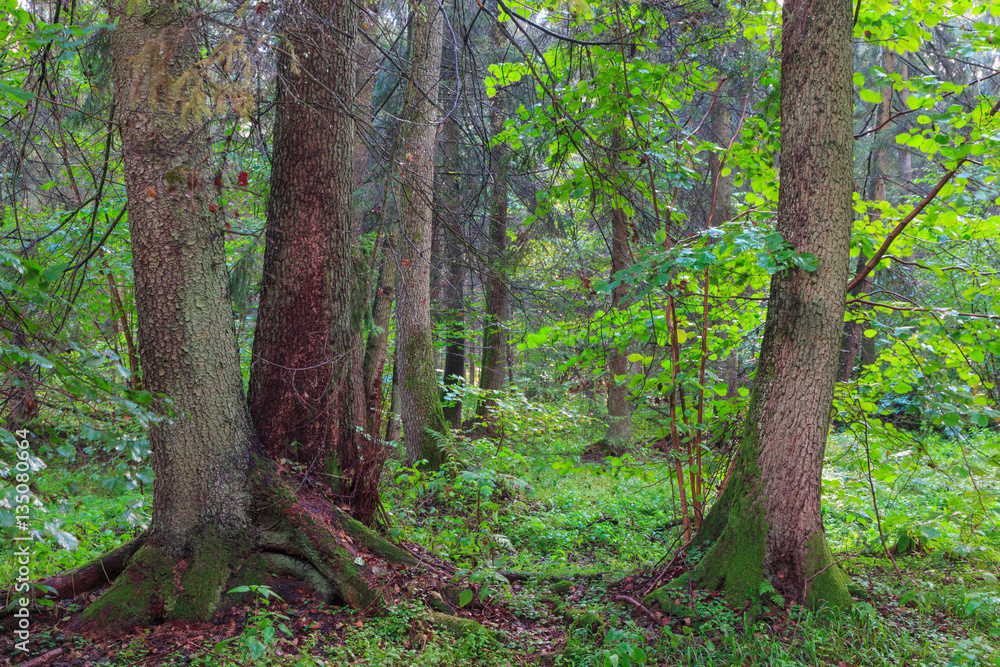 Old alder trees in summer stand Old alder trees in summer stand