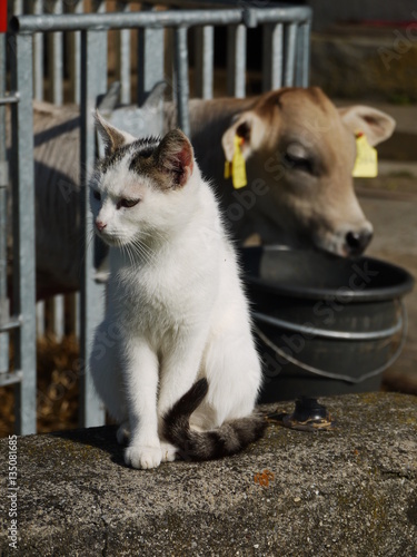 cow and cat