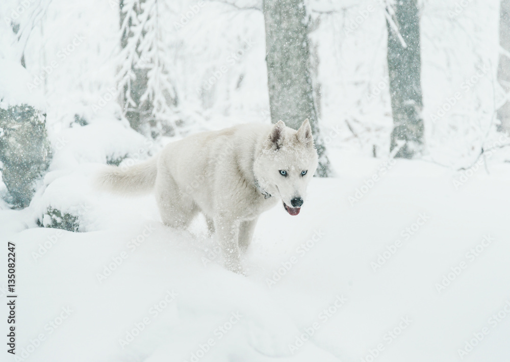 Obraz premium Husky dog walking in winter