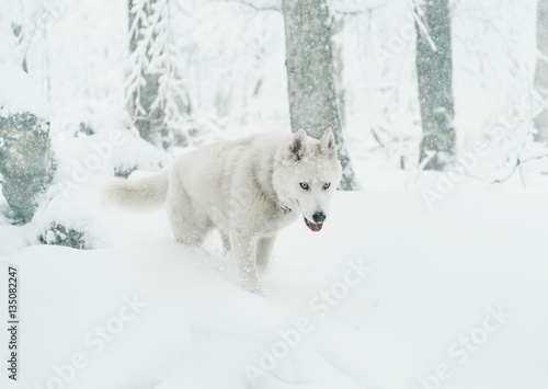 Husky dog walking in winter