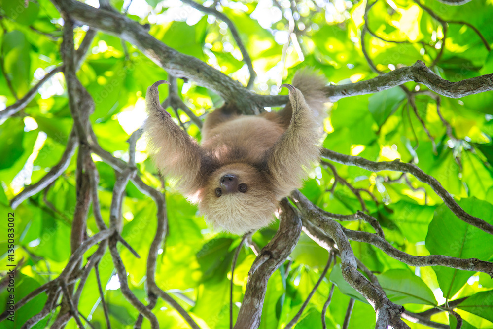 Fototapeta premium A cute sloth in Costa Rica