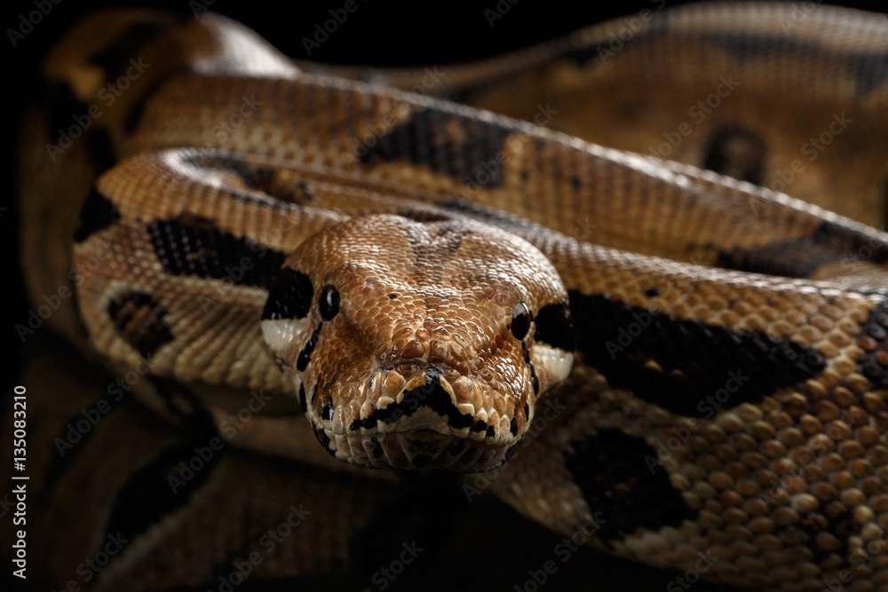 Obraz premium Attack Boa constrictor snake imperator color, on isolated black background with reflection