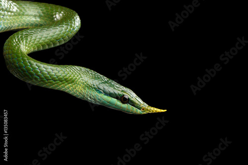 Green long nosed snake, Rhinoceros Ratsnake isolated on black background with reflection