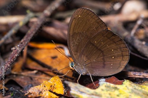 Common Faun butterfly photo