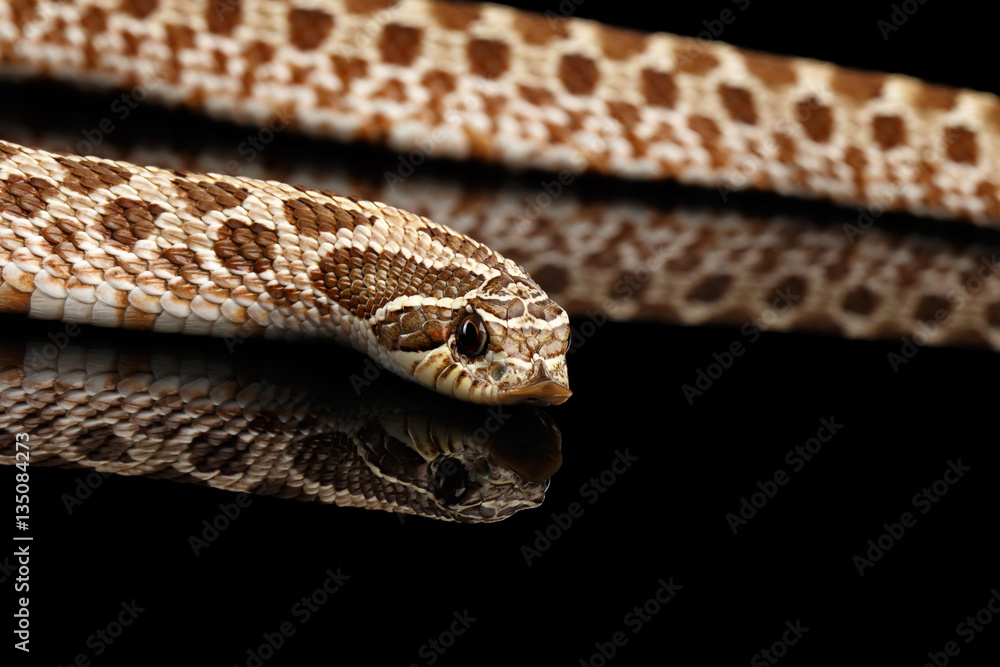 Obraz premium Closeup Western Hognose Snake, Heterodon nasicus isolated on black background with reflection