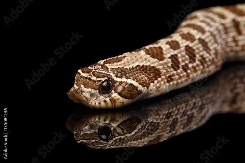 Closeup Western Hognose Snake, Heterodon nasicus isolated on black background with reflection