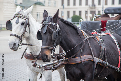 Pferde vor Pferdekutsche © pit24