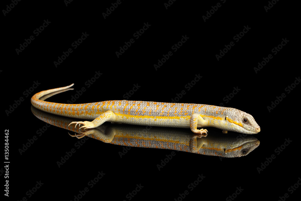 Obraz premium Schneider's skink, eumeces schneideri on isolated black background with reflection, wild reptile