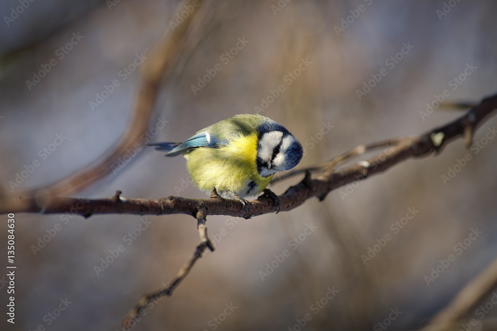 Obraz premium The Eurasian blue tit (Cyanistes caeruleus)