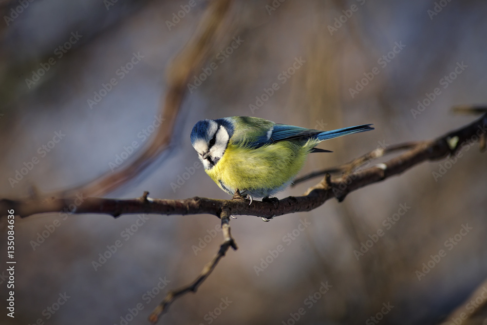 Fototapeta premium The Eurasian blue tit (Cyanistes caeruleus)