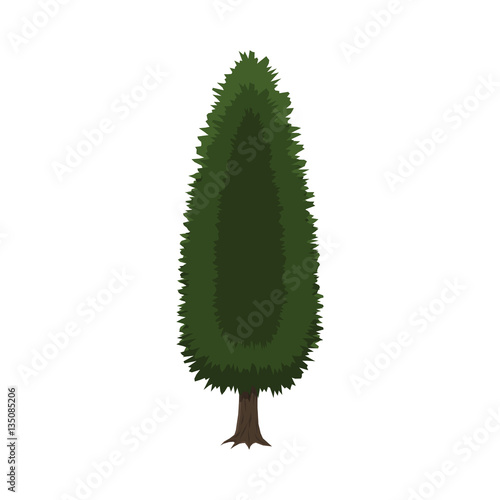 Cypress tree isolated on white